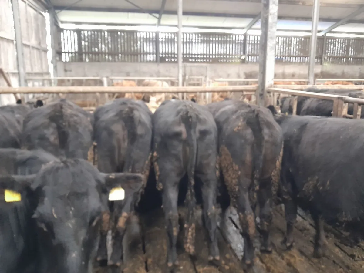 Angus heifers - Image 2