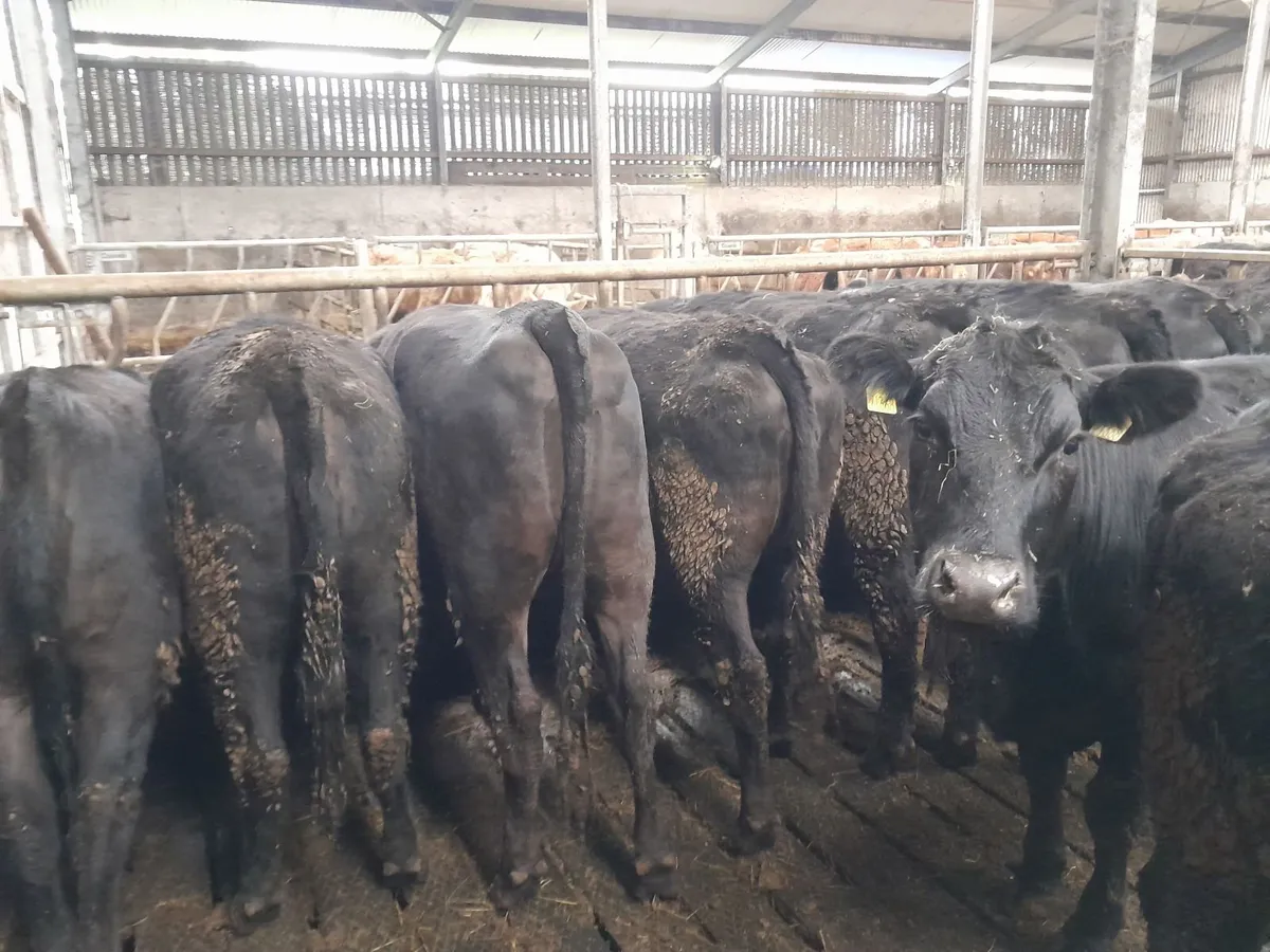 Angus heifers - Image 3