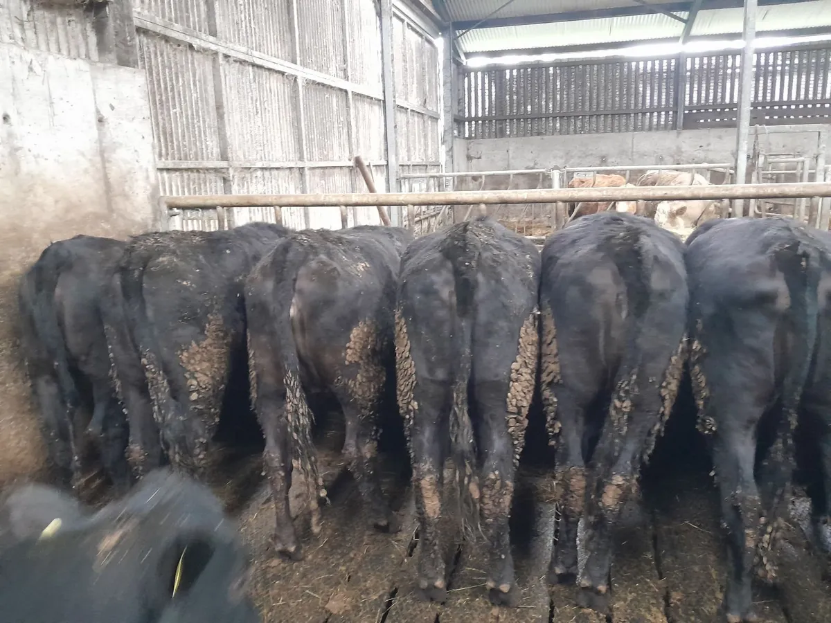 Angus heifers - Image 4