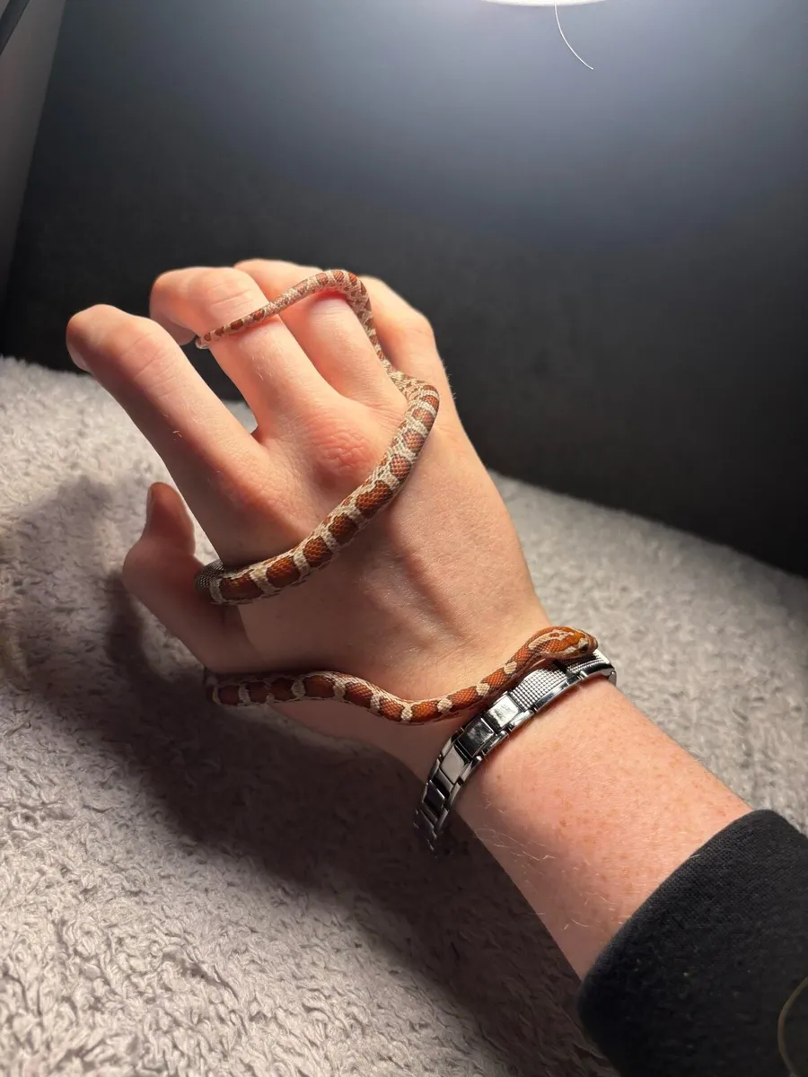 Okeetee Corn Snake + Full Set Up - Image 1