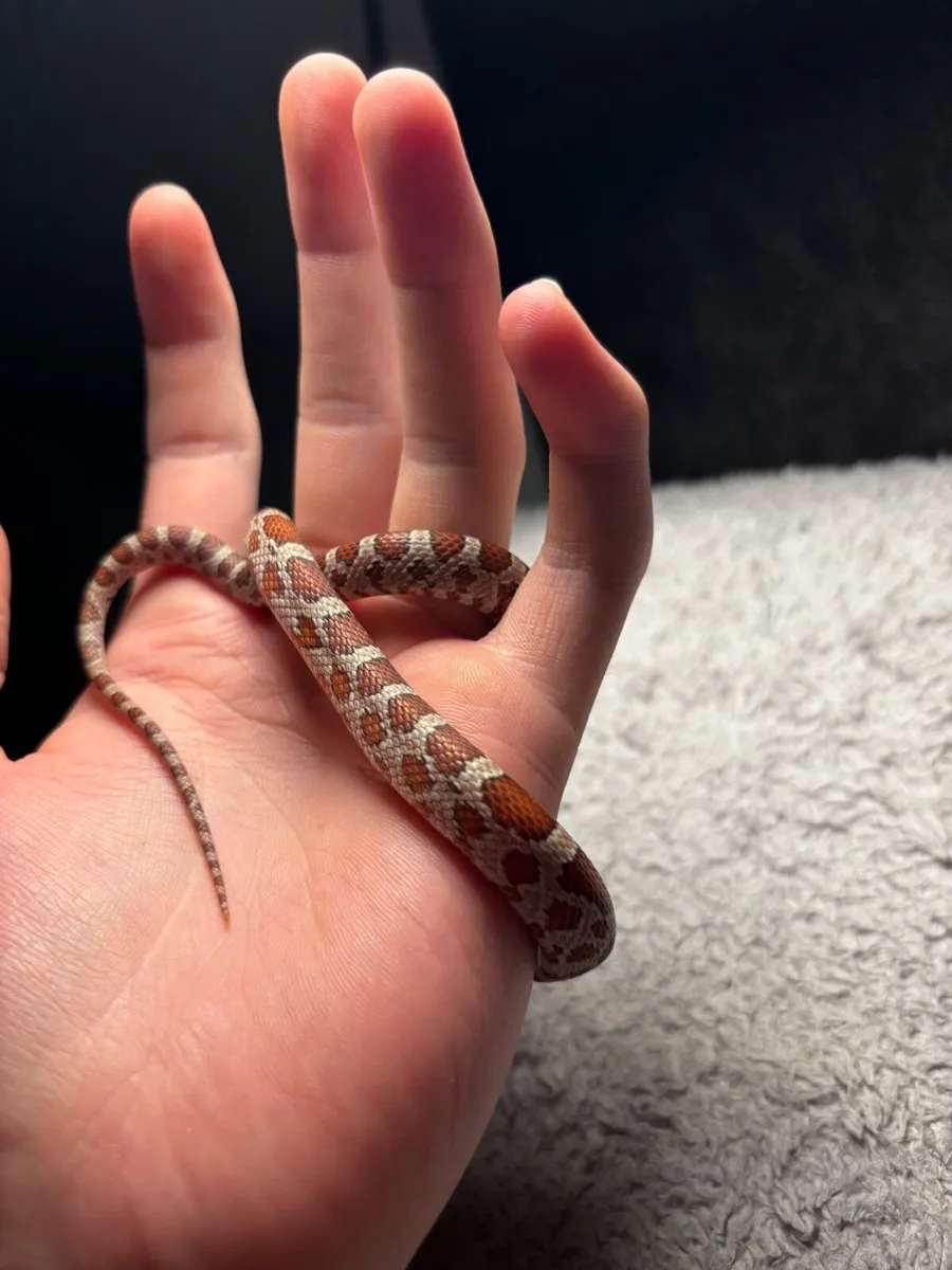 Okeetee Corn Snake + Full Set Up - Image 2