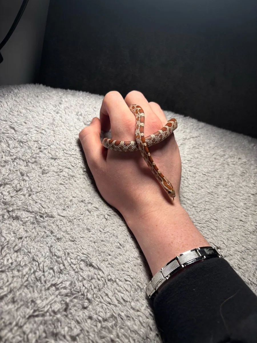 Okeetee Corn Snake + Full Set Up - Image 3