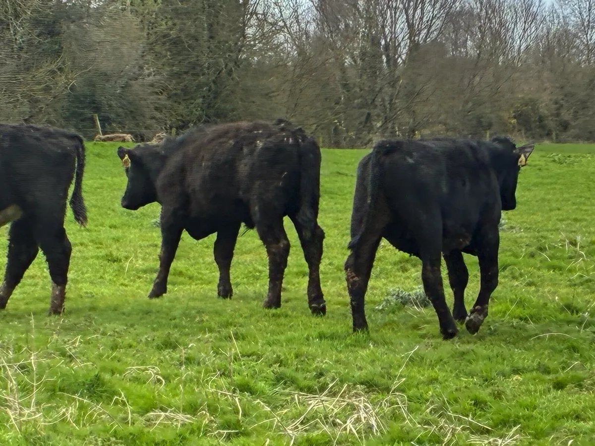 10 smashing Angus and Hereford bullocks for sale - Image 4