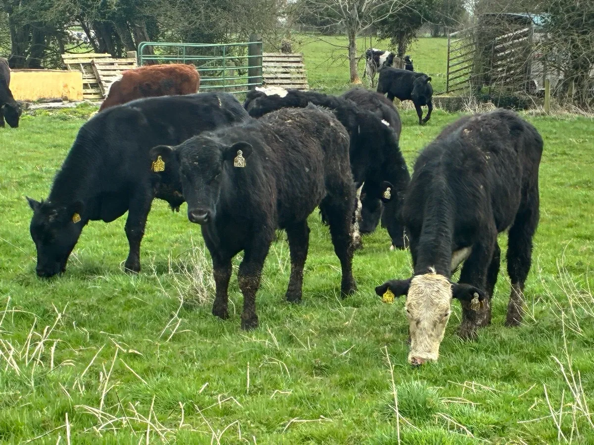 10 smashing Angus and Hereford bullocks for sale - Image 1