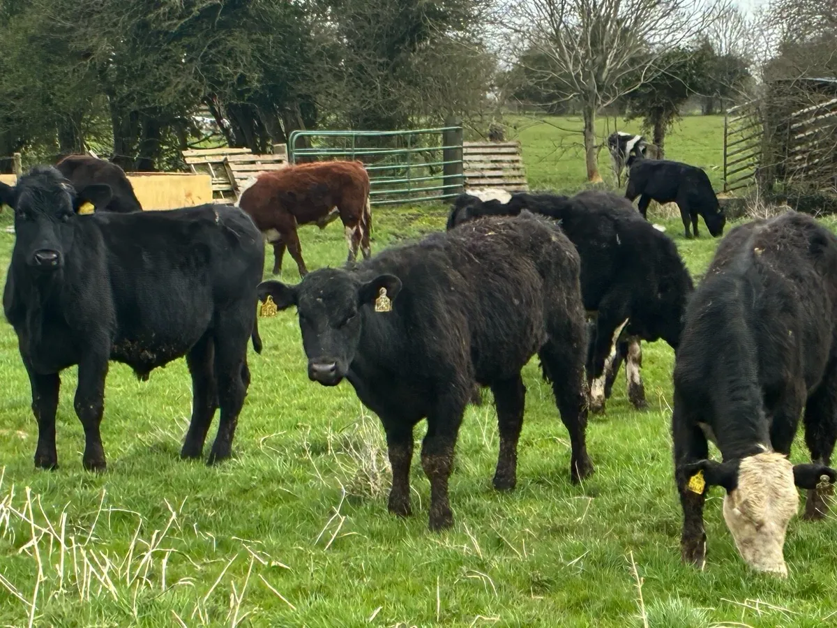 10 smashing Angus and Hereford bullocks for sale - Image 3