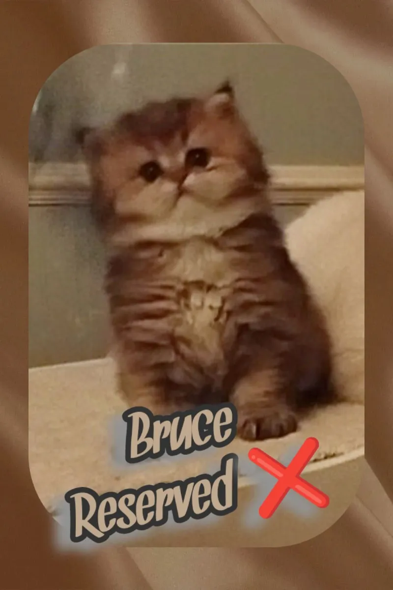 Pedigree British Shorthair Kittens - Image 3