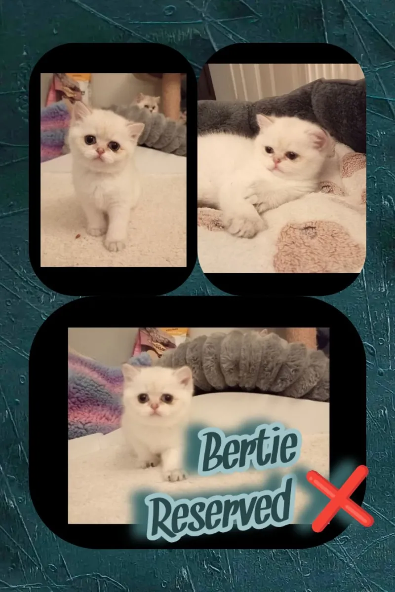 Pedigree British Shorthair Kittens - Image 4