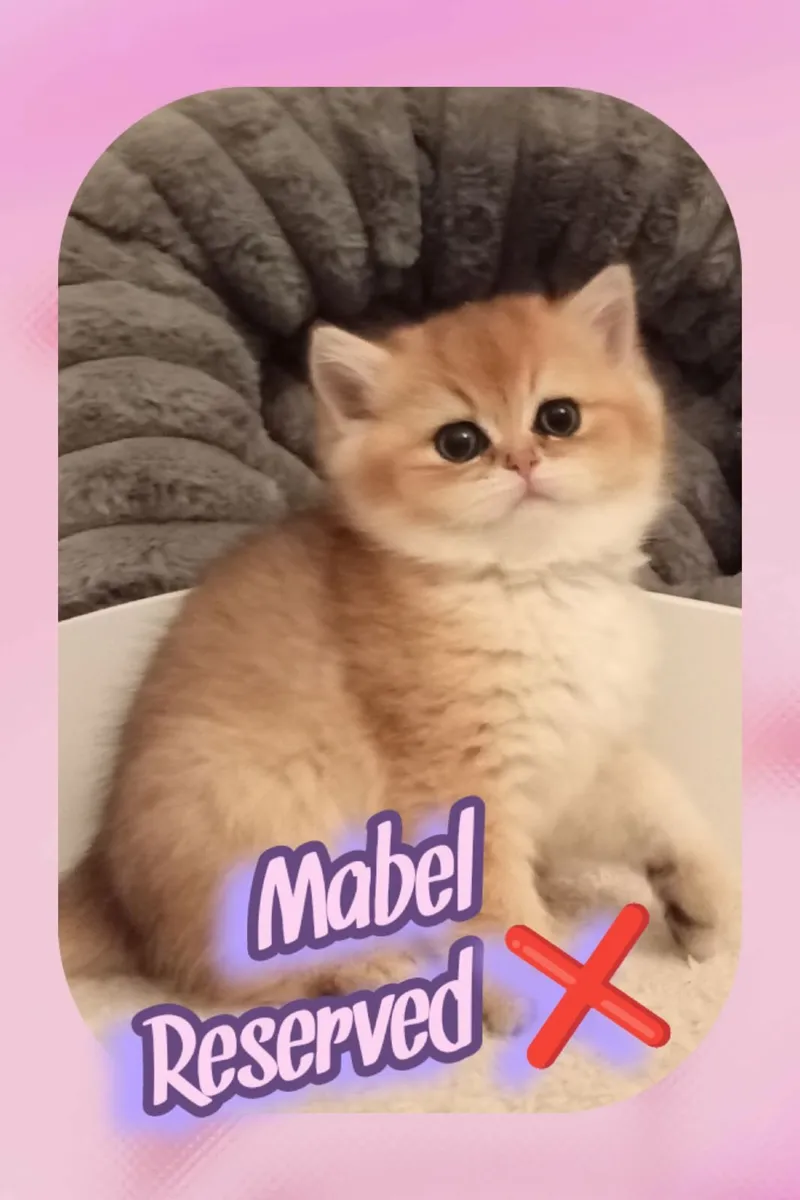 Pedigree British Shorthair Kittens - Image 2