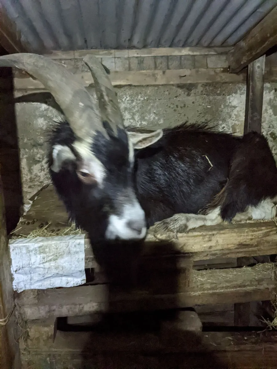 Goat - Image 4