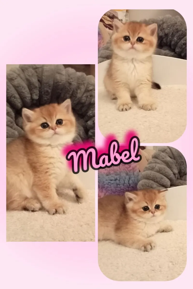 Pedigree British Shorthair Kittens - Image 1