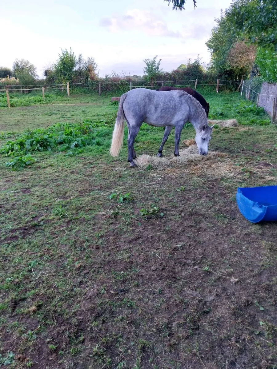 Connemara fillys - Image 1