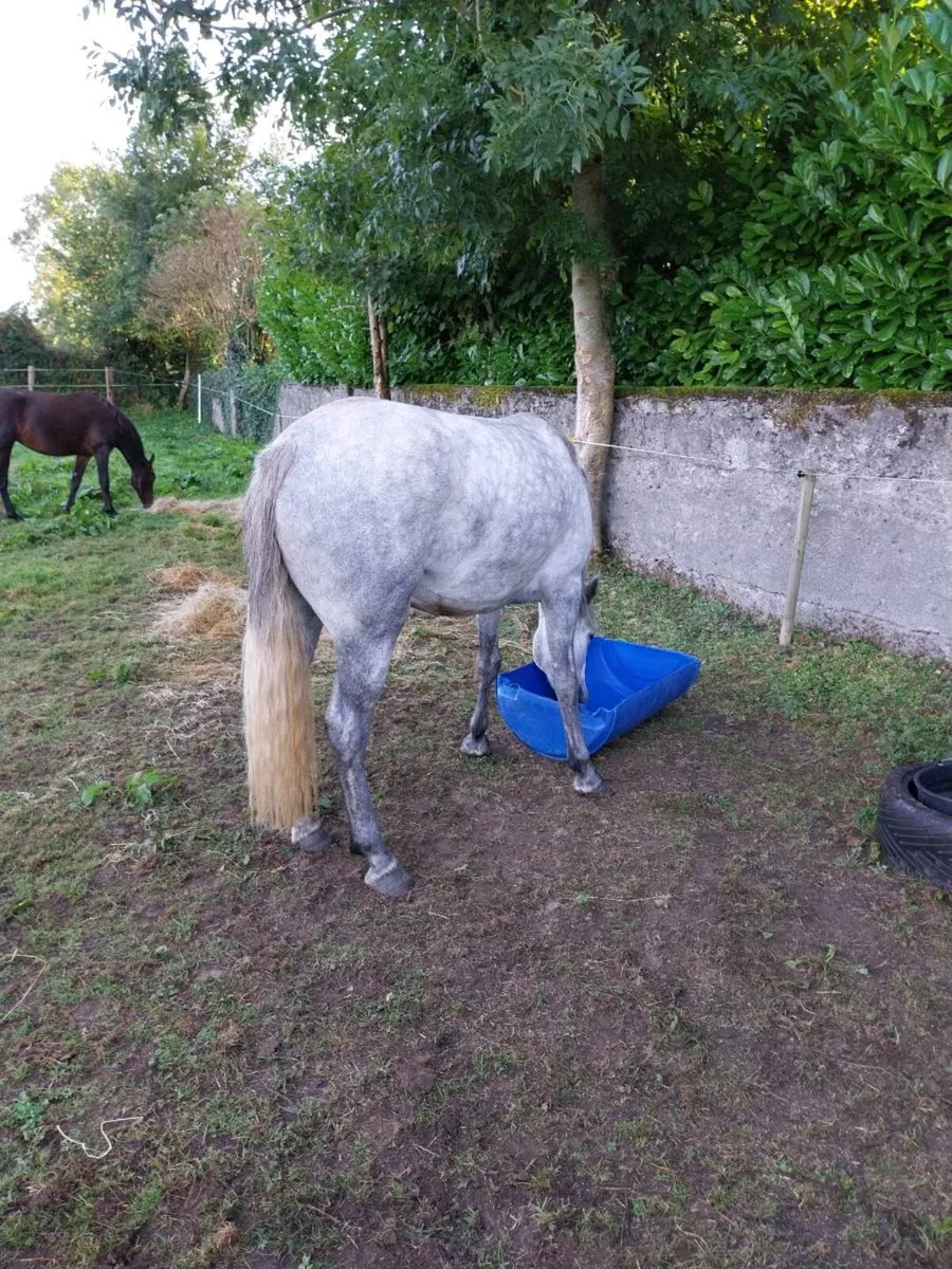 Connemara fillys - Image 3