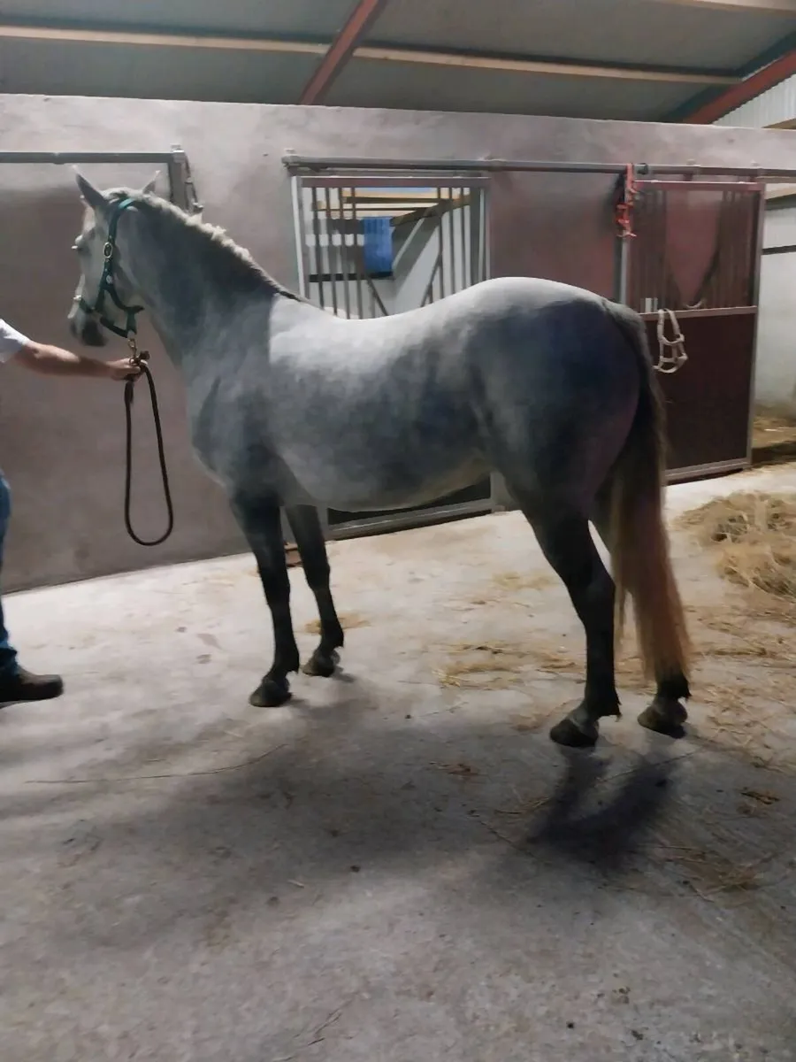 Connemara fillys - Image 4