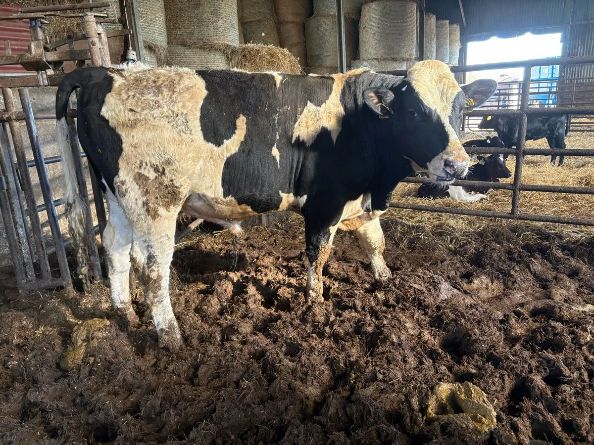 Pedigree Registered Friesian Bulls - Image 2