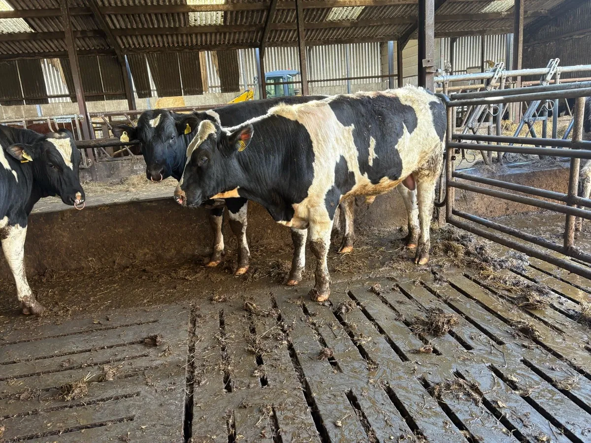 Pedigree Registered Friesian Bulls - Image 3