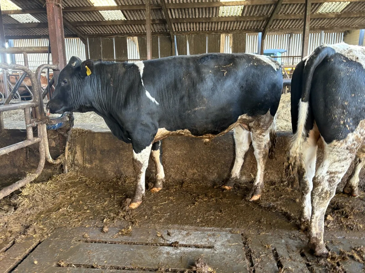 Pedigree Registered Friesian Bulls - Image 4