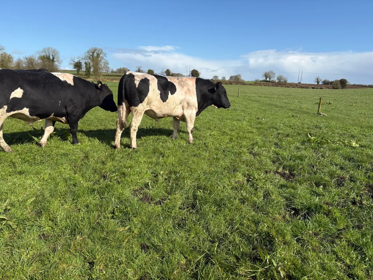 Pedigree Registered Friesian Bulls - Image 2