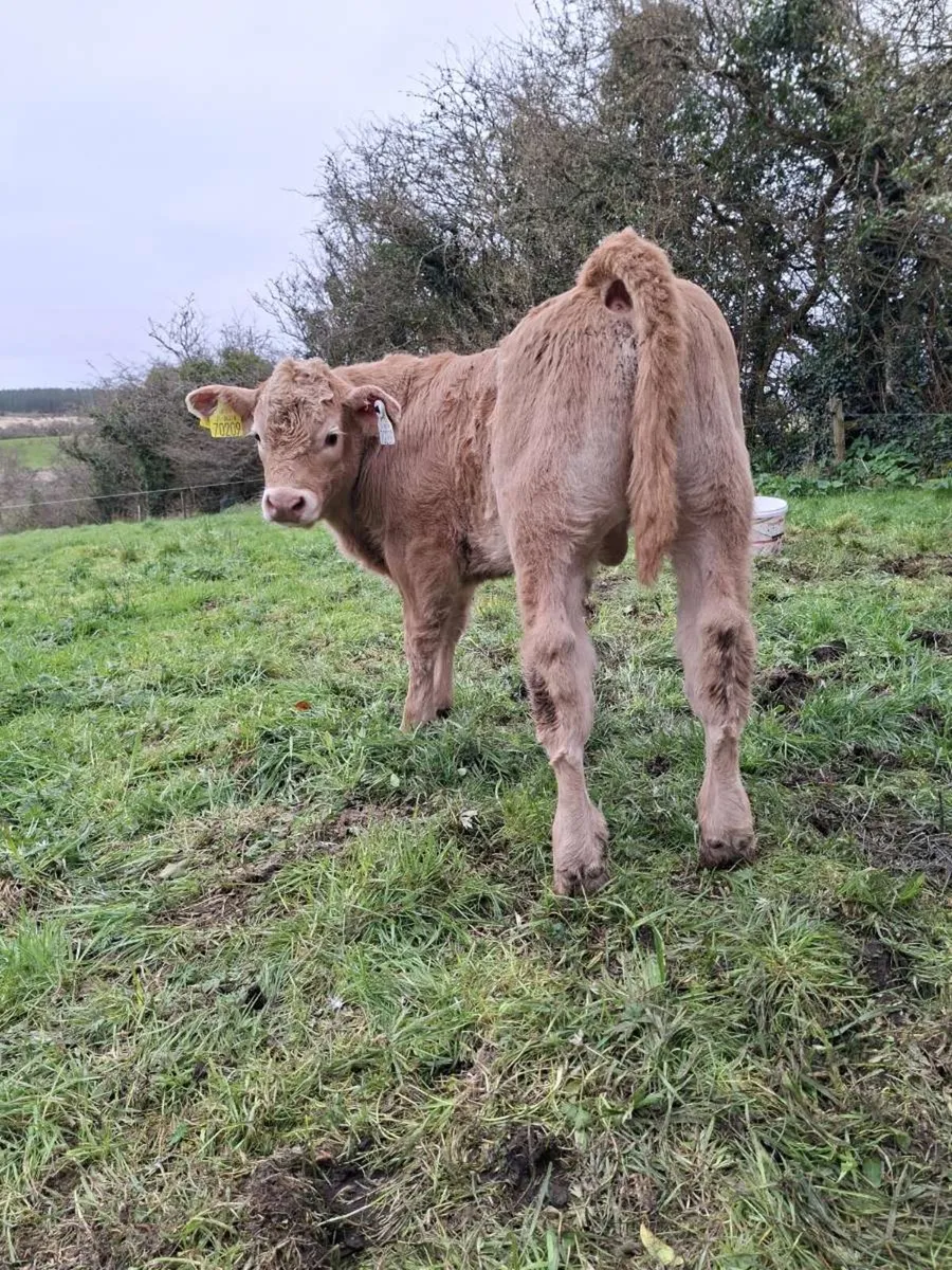 Calf - Image 2