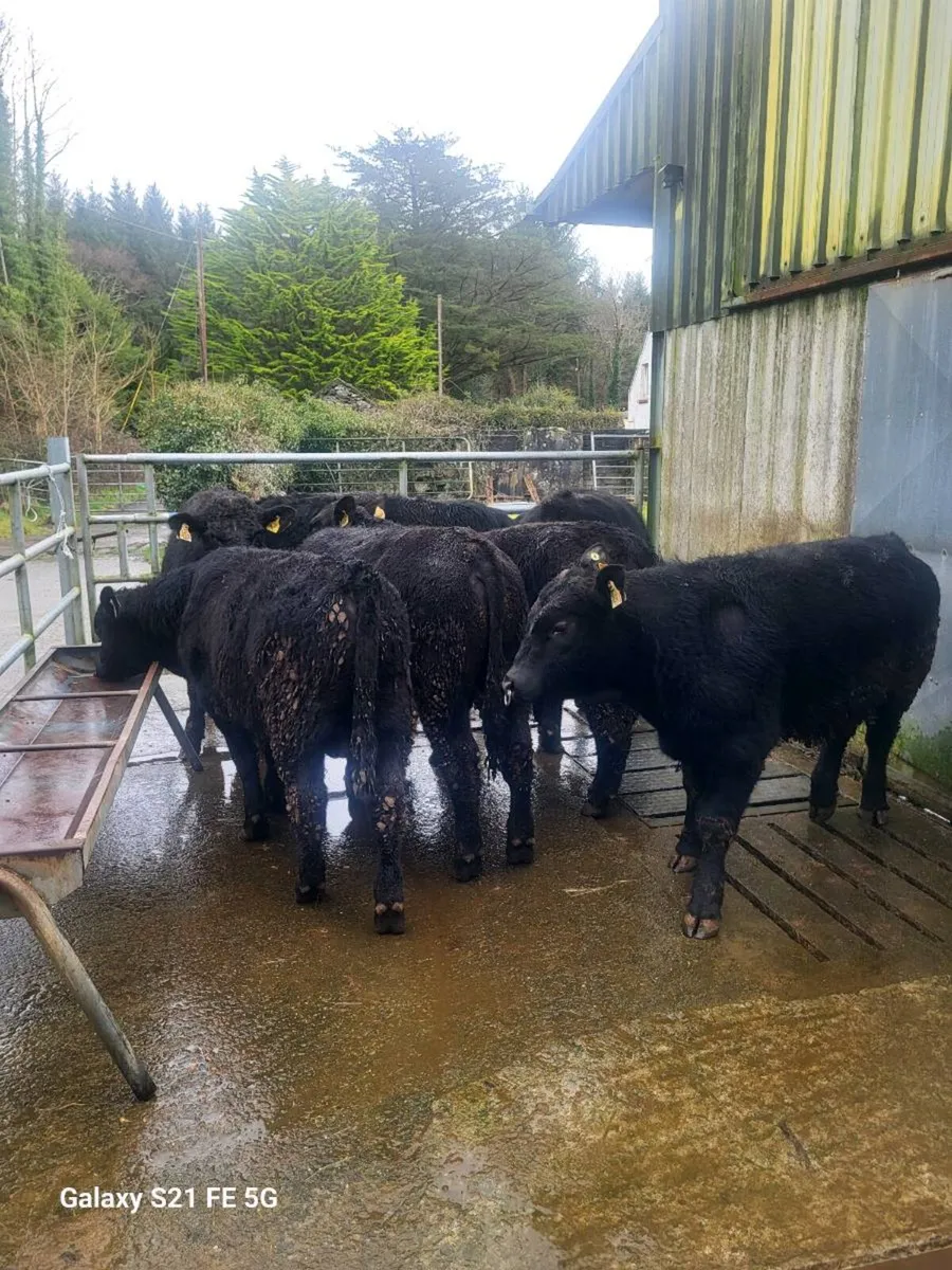 PBR Angus bulls - Image 2