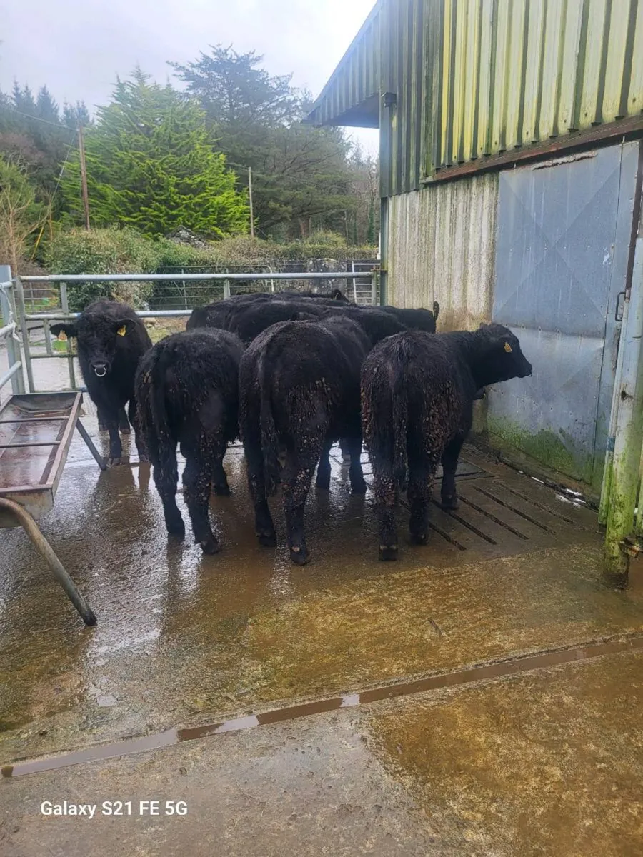 PBR Angus bulls - Image 3