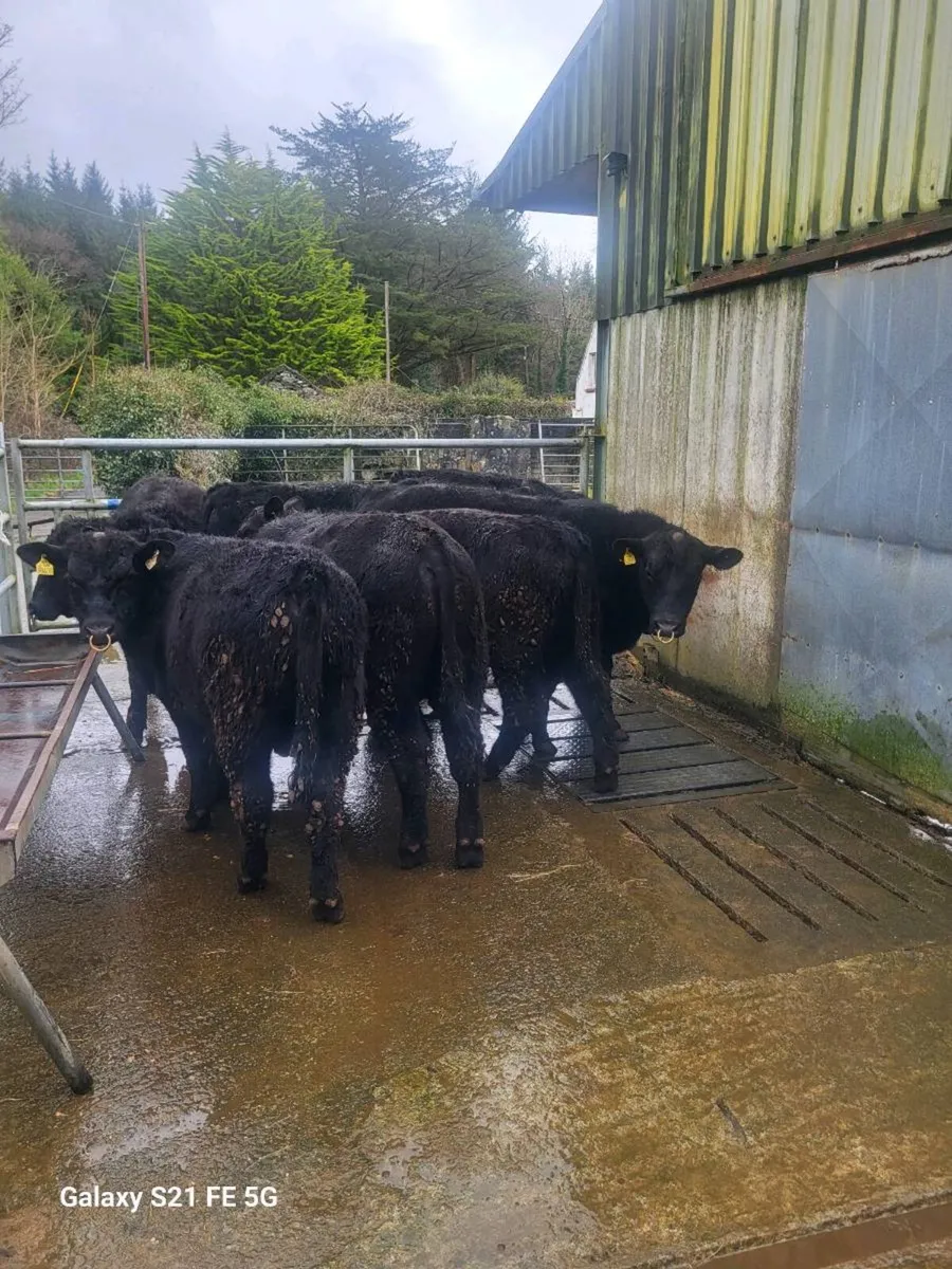 PBR Angus bulls - Image 4