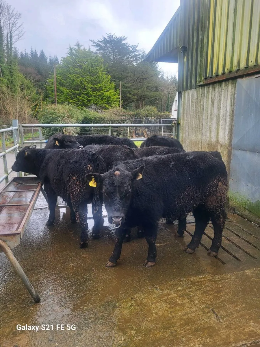 PBR Angus bulls - Image 1