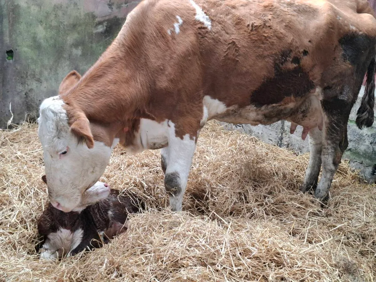 Purebred Simmental Cow And Heifer Calf - Image 3