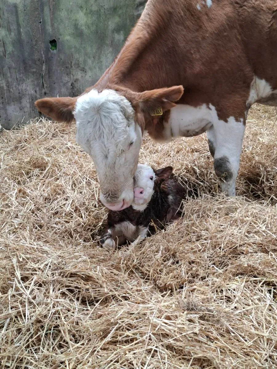 Purebred Simmental Cow And Heifer Calf - Image 2