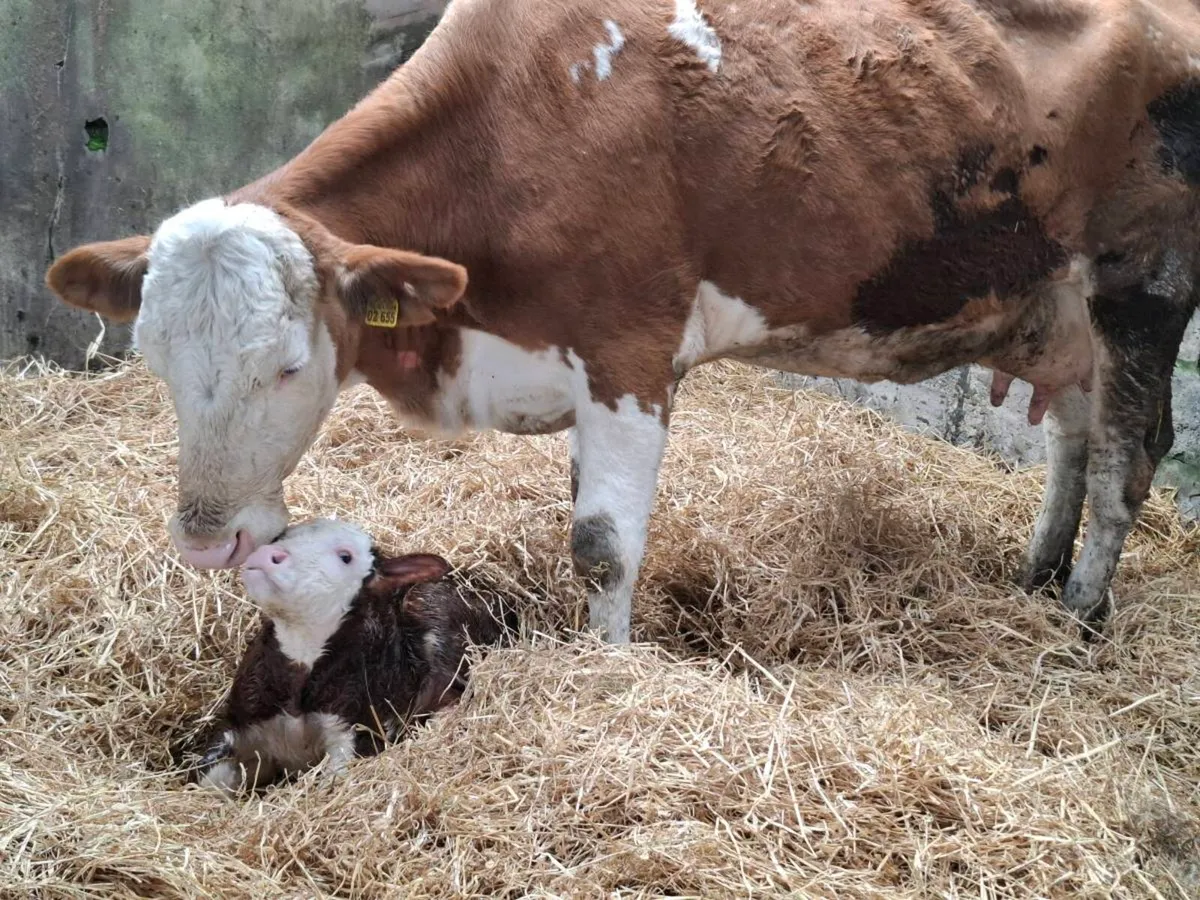 Purebred Simmental Cow And Heifer Calf - Image 1