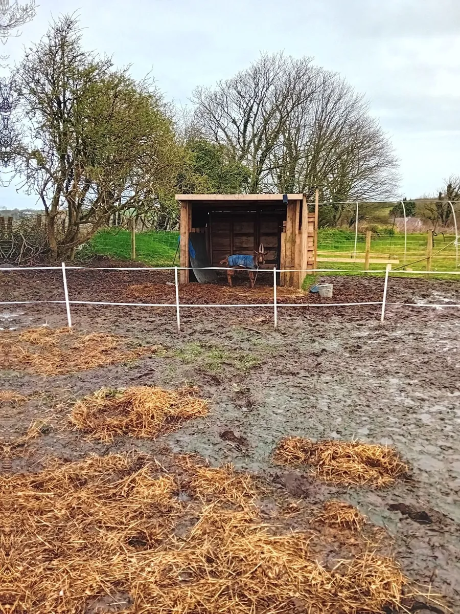 Fram animals - Image 2