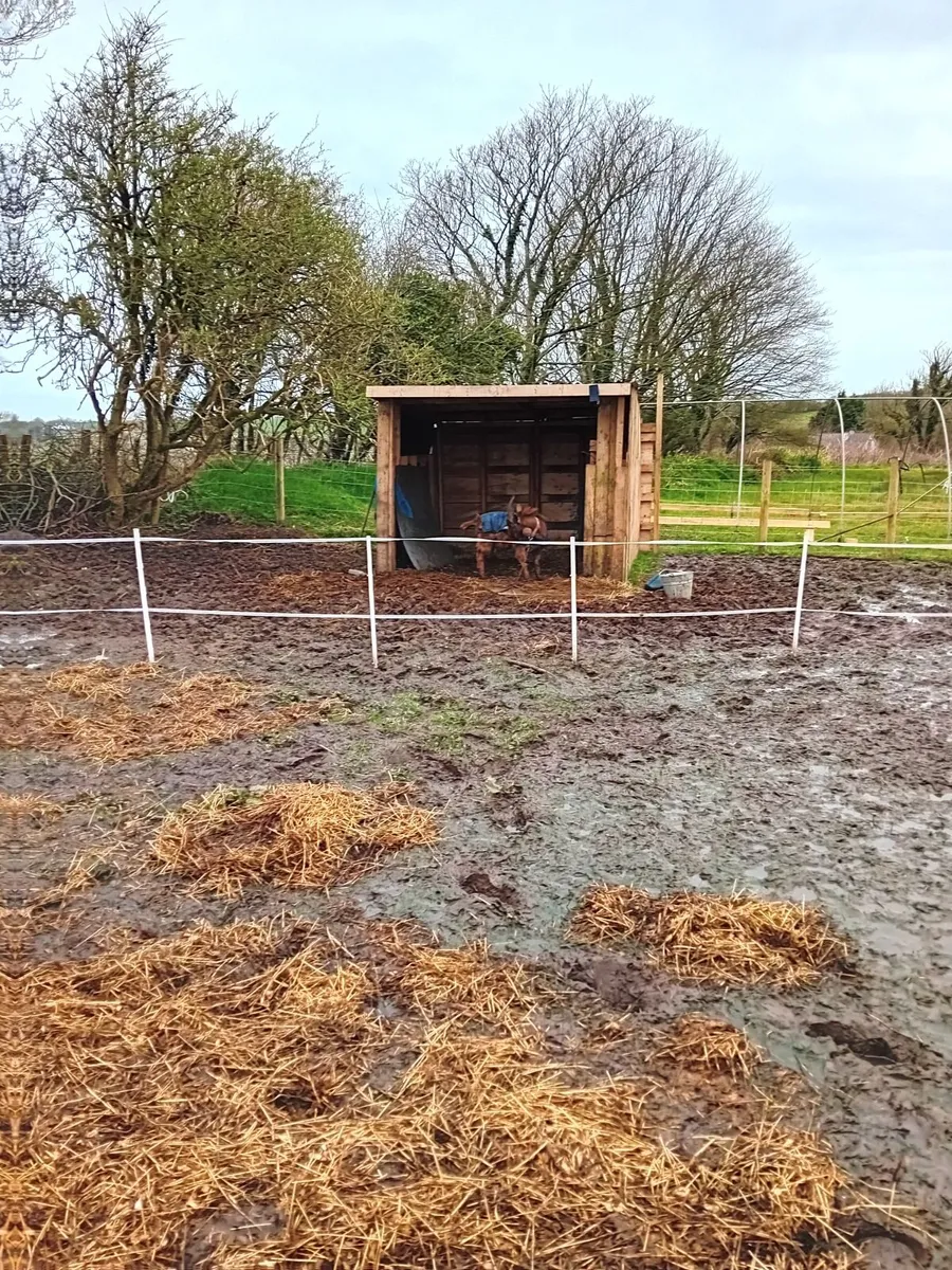 Fram animals - Image 3