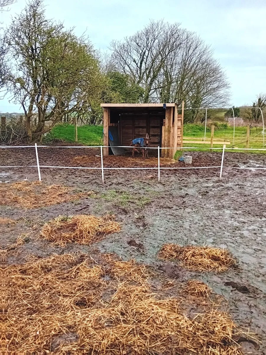 Fram animals - Image 4