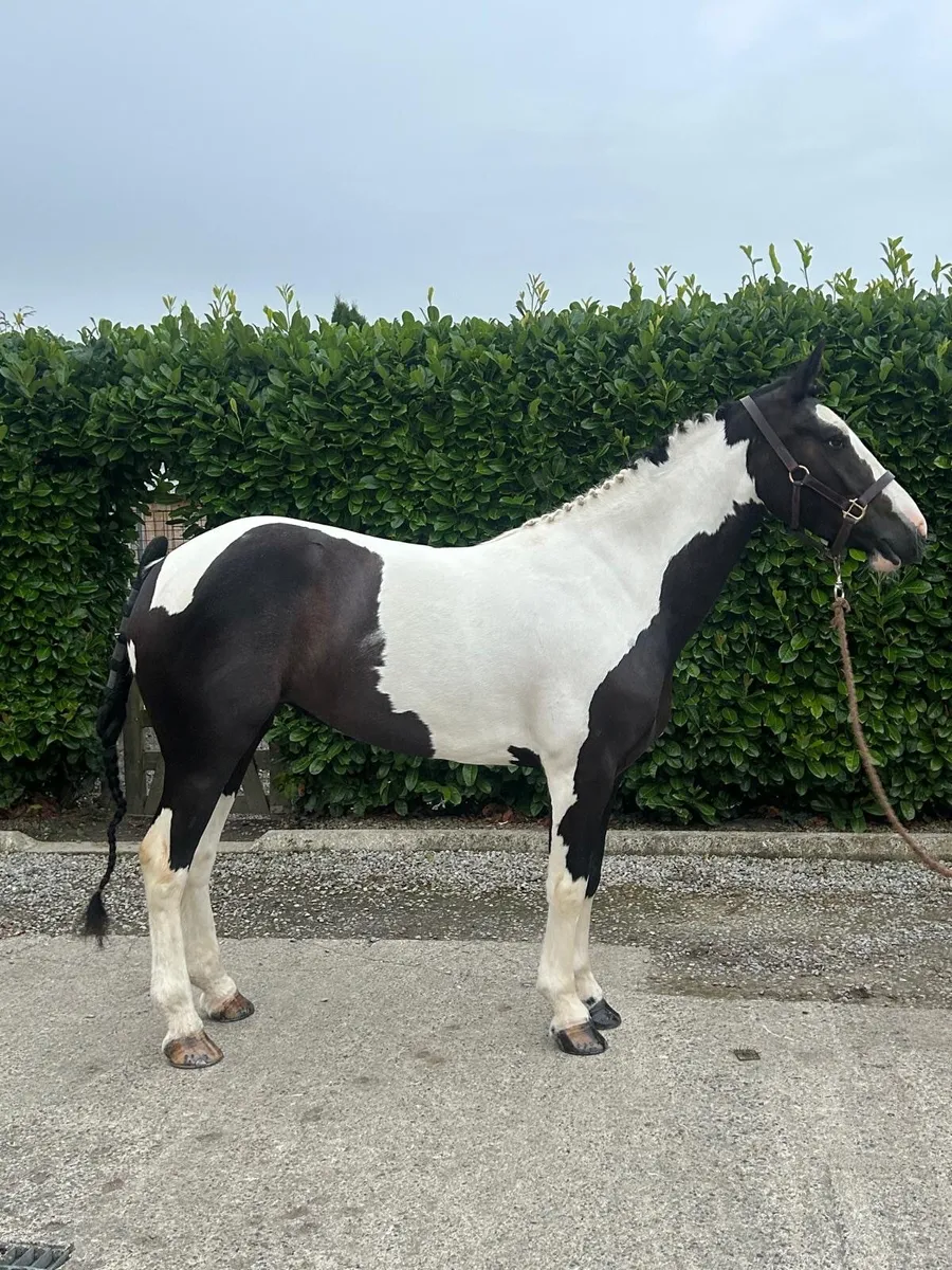 One in a million pony - Image 4