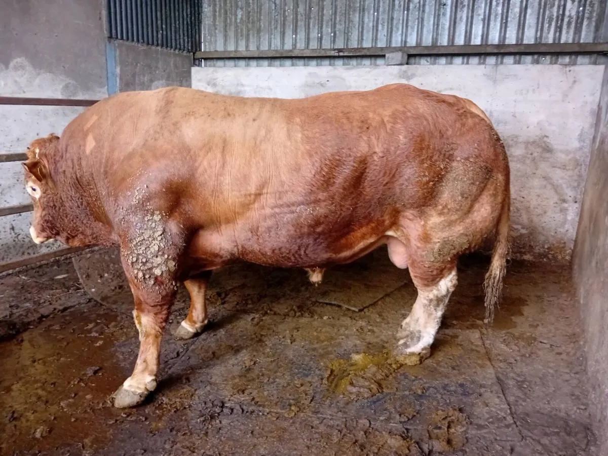 Limousin bull - Image 2
