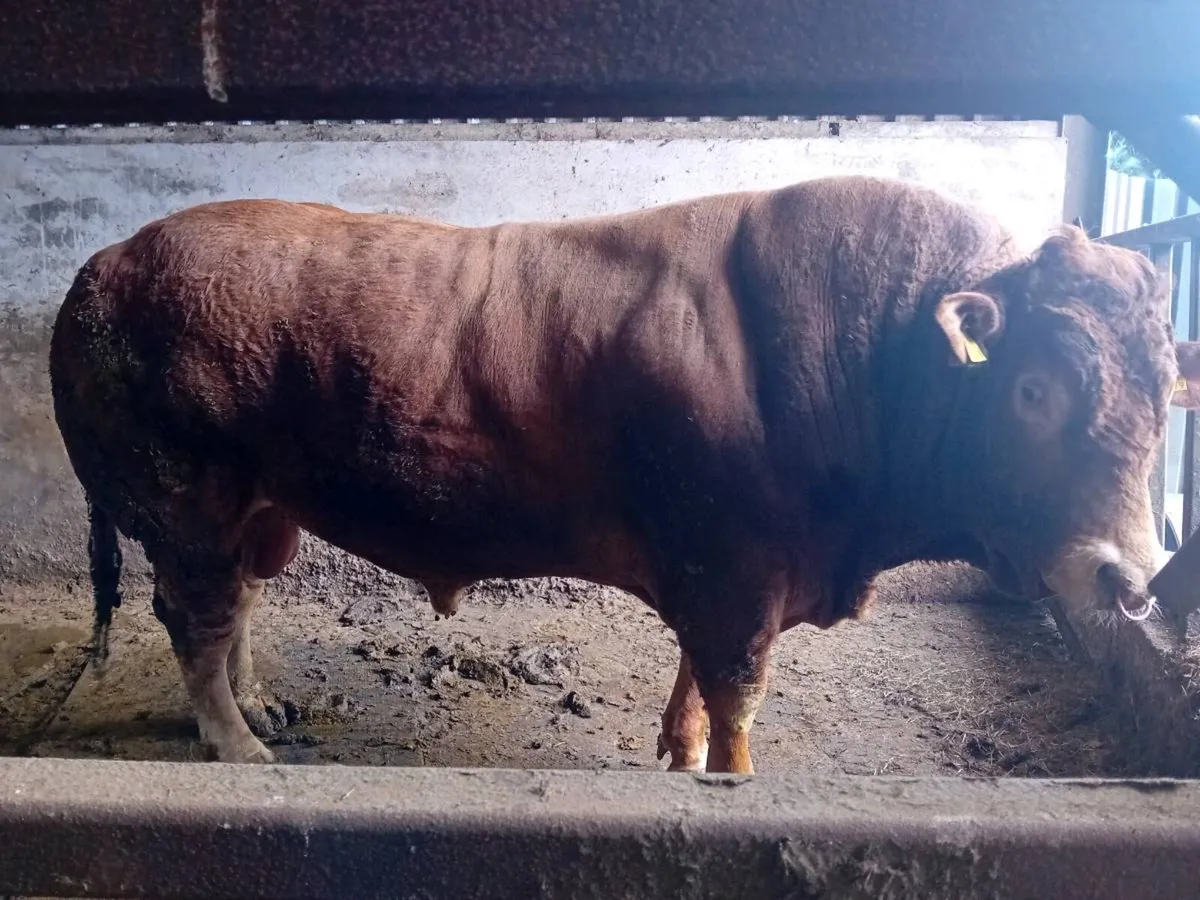 Limousin bull - Image 3