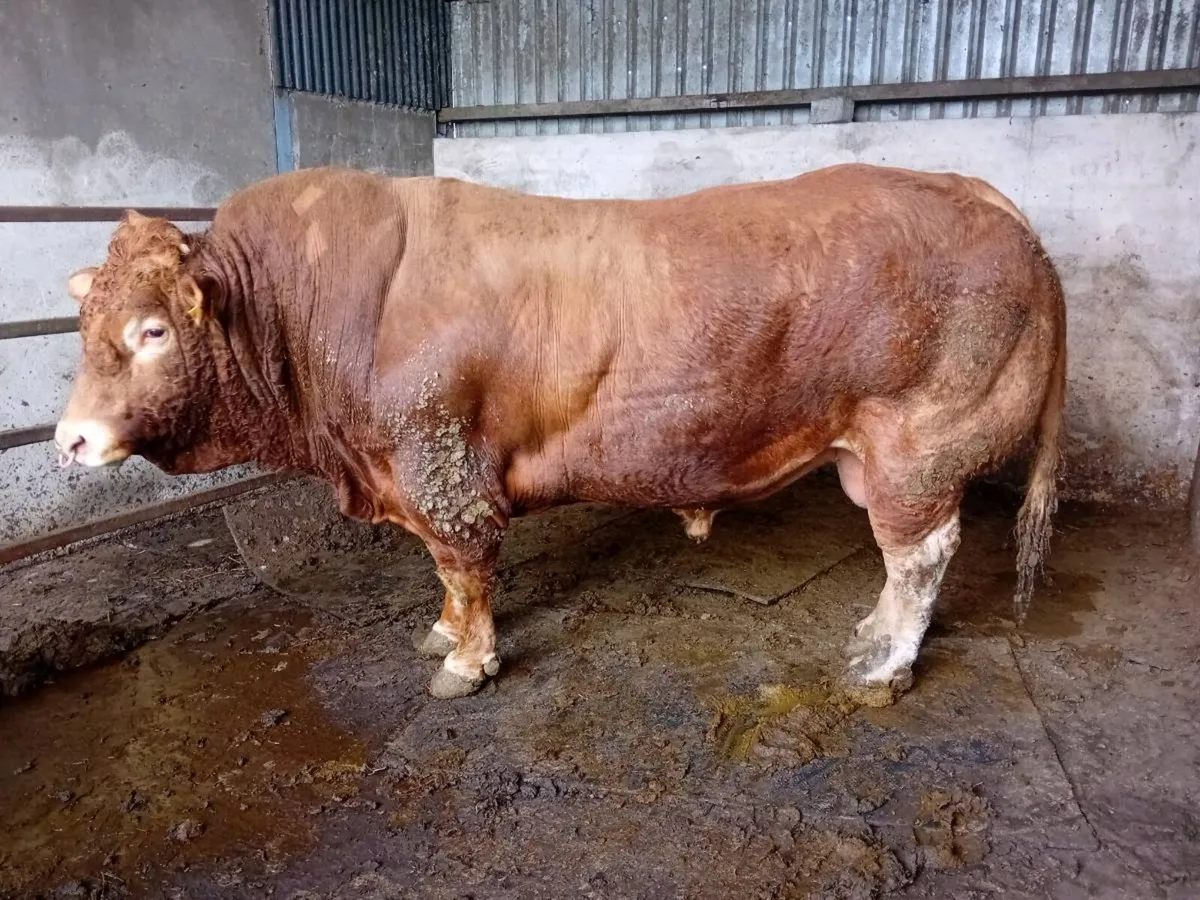 Limousin bull - Image 1