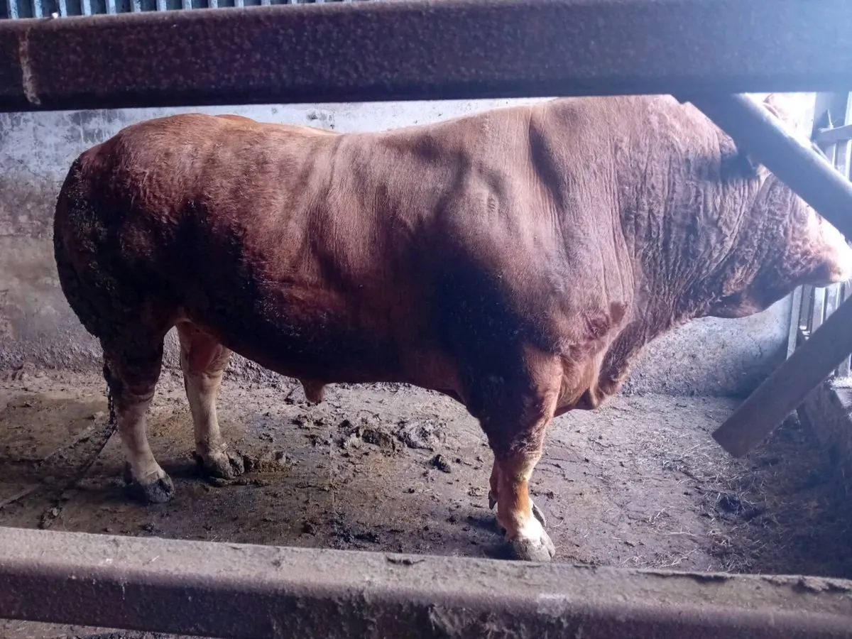 Limousin bull - Image 4