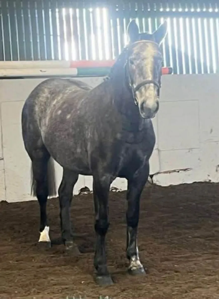 3 year old Irish draught - Image 1