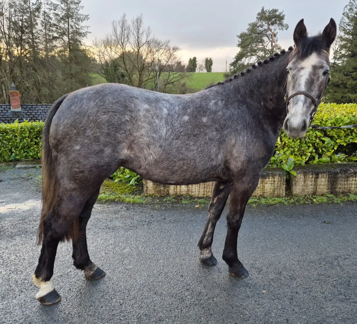 3 year old Irish draught - Image 3