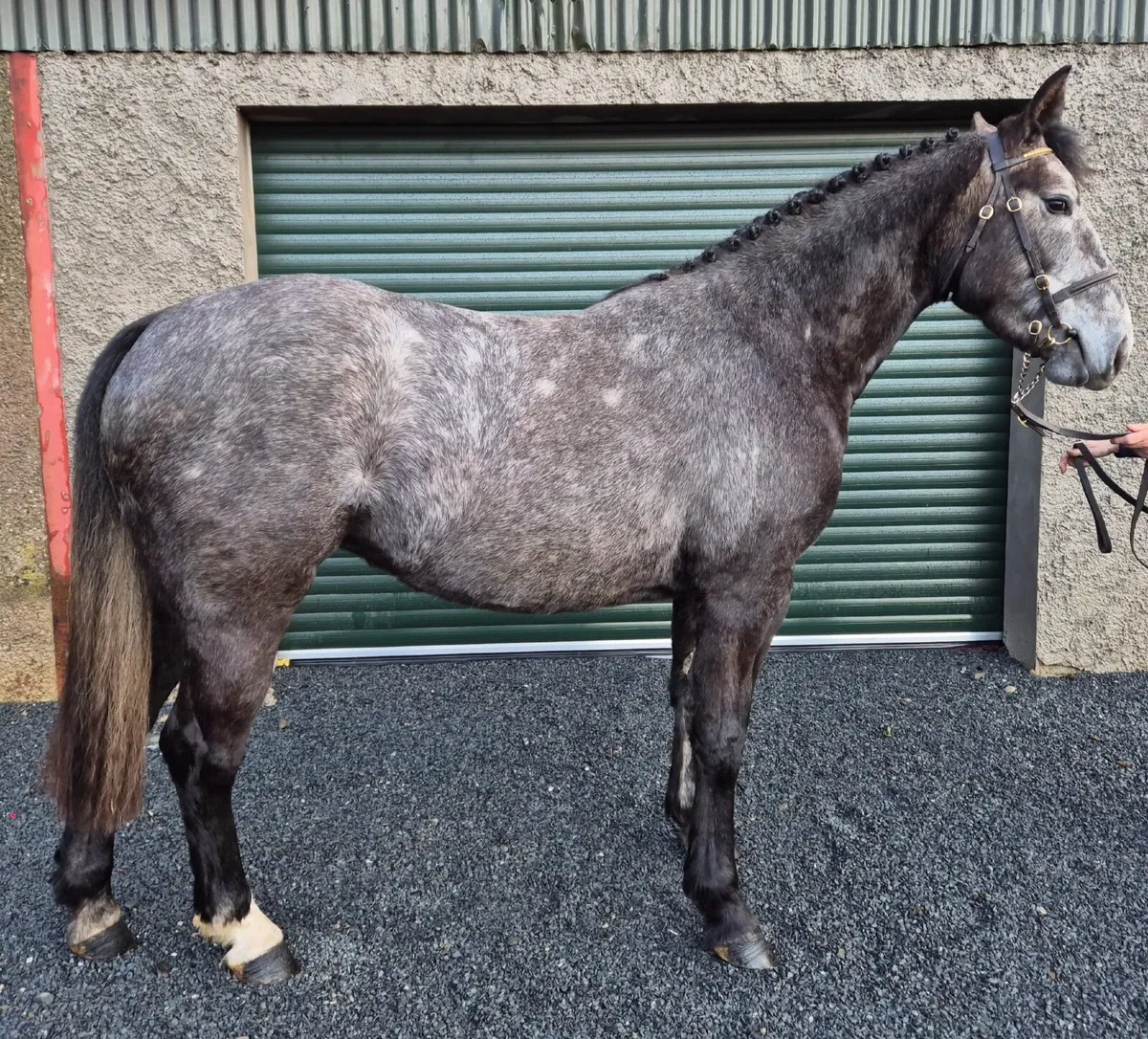 3 year old Irish draught - Image 4