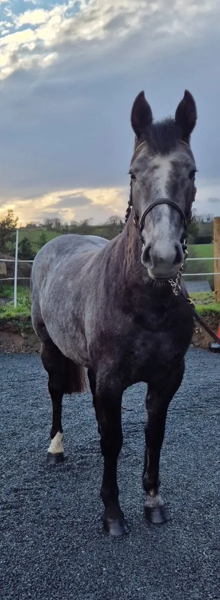 3 year old Irish draught - Image 2