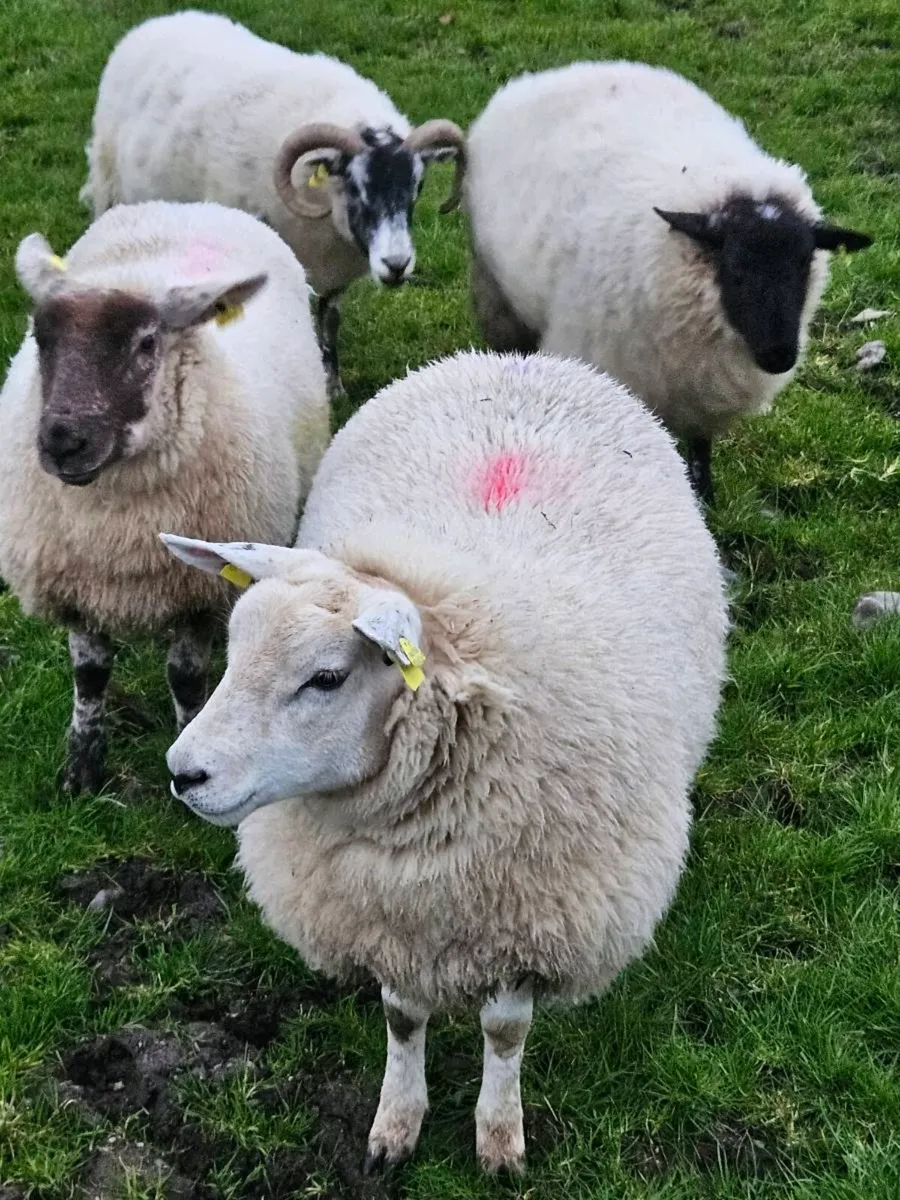 Sheep - Image 2
