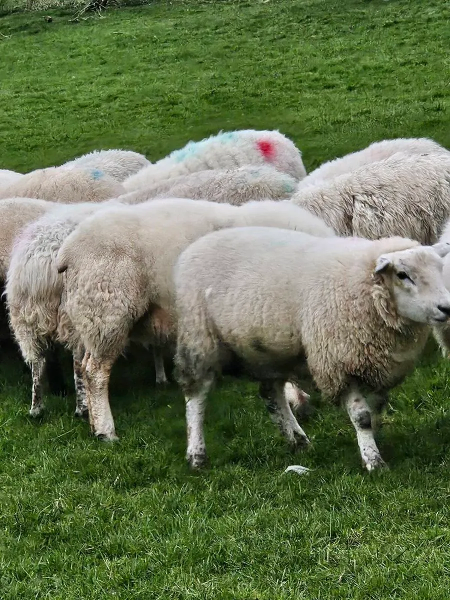 Sheep - Image 1