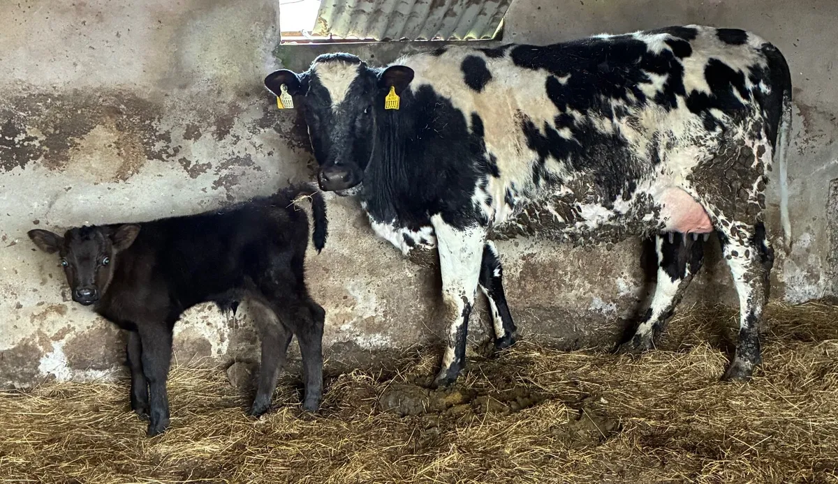 Cows with calves at foot for sale - Image 4