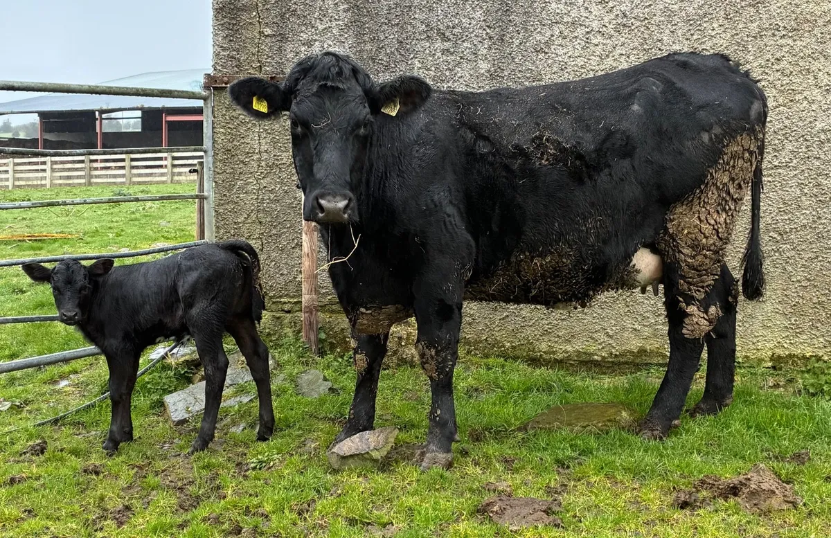 Cows with calves at foot for sale - Image 2
