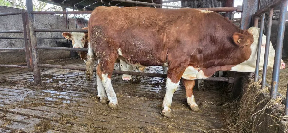 Flechvieh bull - Image 2