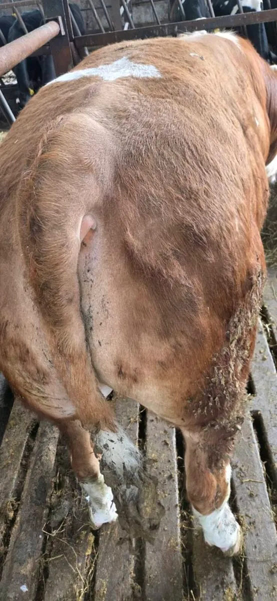 Flechvieh bull - Image 3