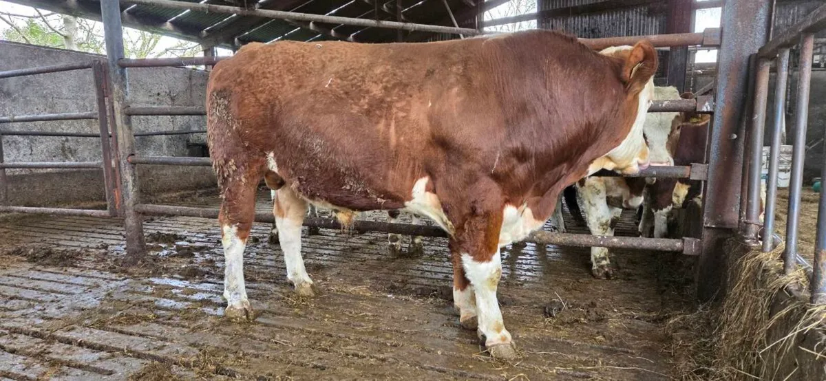 Flechvieh bull - Image 1