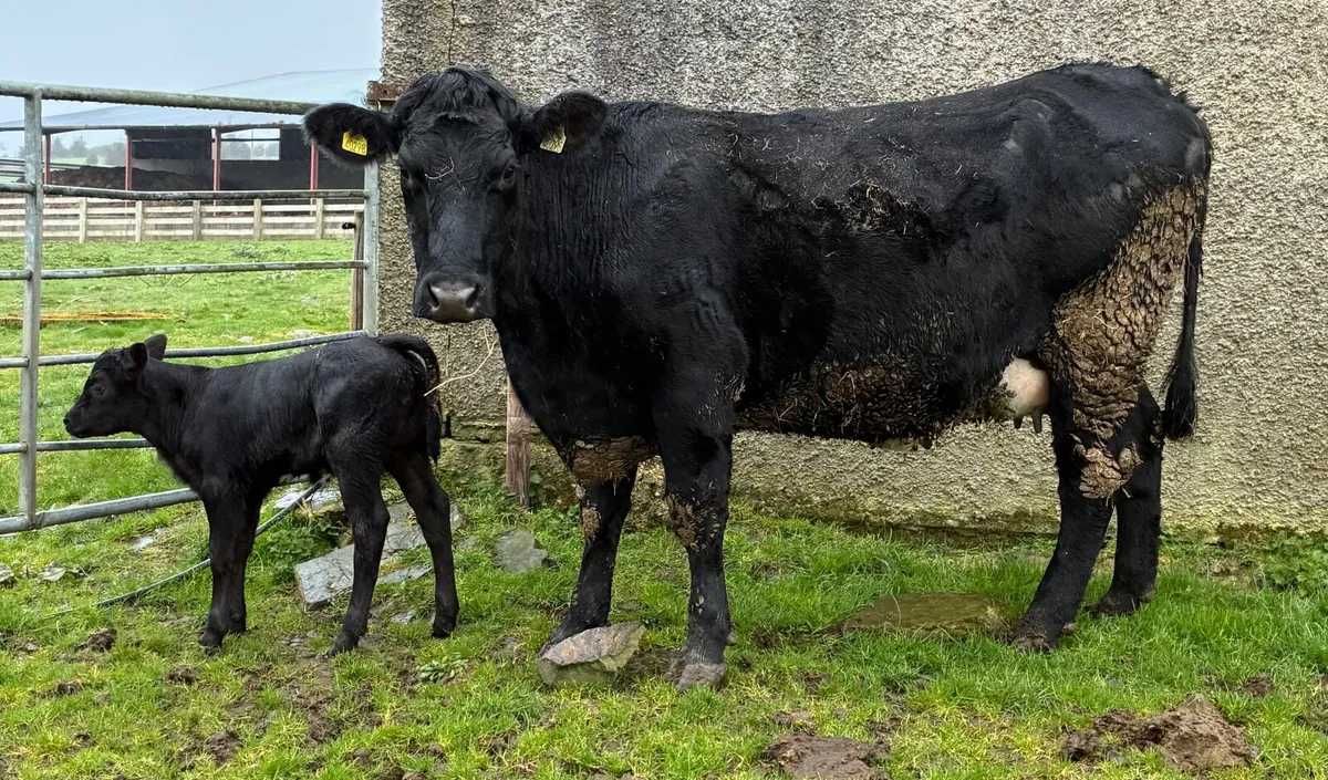 Cows with calves at foot for sale - Image 3