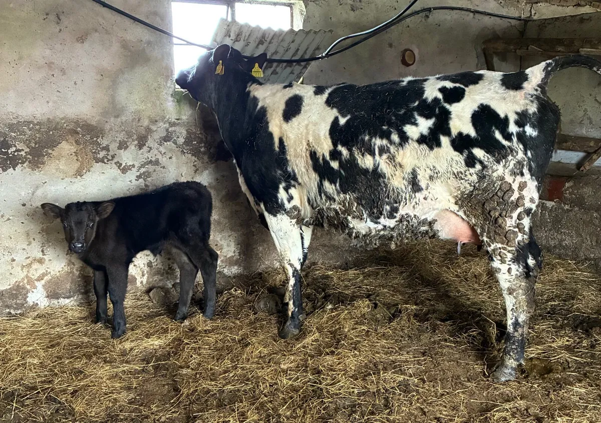 Cows with calves at foot for sale - Image 4